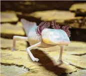  ?? Courtesy U.S. Fish & Wildlife Service ?? The Texas blind salamander has no eyes, can’t see and lives in a cave under the Edwards Aquifer.