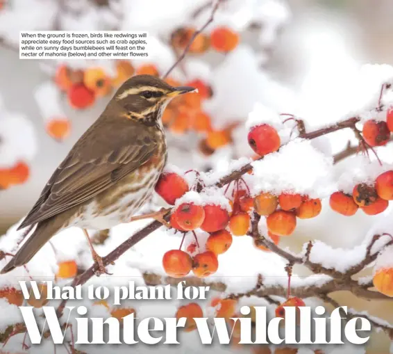  ??  ?? When the ground is frozen, birds like redwings will appreciate easy food sources such as crab apples, while on sunny days bumblebees will feast on the nectar of mahonia (below) and other winter flowers