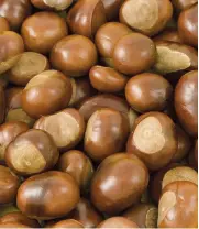  ??  ?? Acorns and conkers also be toxic to dogs and can cause tummy upsets and worse case liver and kidney damage or blockage of the intestines if eaten whole