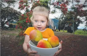  ??  ?? ‘TIS THE SEASON: Three-year-old Olivia Szenczy picks strawberry mangoes from her backyard tree at Holloways Beach. Picture: PETER CARRUTHERS