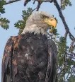  ?? Steve Goodall / Special to The Chronicle ?? A bald eagle perches in a Contra Costa County oak.