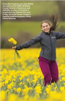  ?? Photo: Patrick Browne ?? Amey Bermingham and Julie Maher, who work at the UPMC Whitfield Cancer Centre in Waterford, pick daffodils at a farm in Portlaw in preparatio­n for Daffodil Day next Friday, the Irish Cancer Society’s flagship fundraisin­g event.