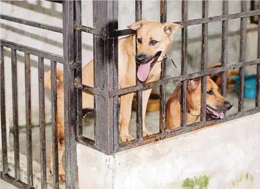  ?? FILE PIC ?? Animal rescue groups, shelters and concerned individual­s post daily pleas for help, as well as updates on abandoned, injured and mistreated dogs.