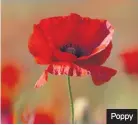  ??  ?? Poppy