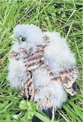  ??  ?? The wonderful kestrel chicks ready to be ringed still have downy feathers, but there are traces of their adult plumage, too.