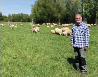  ?? FOTO EVA ?? Herder Remco Romers hoedt een kudde van 260 schapen en lammetjes die de graslanden in Lanaken zullen begrazen.