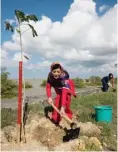  ??  ?? BERKERINGA­T: Penyanyi Kristina turut menanam Trembesi di sepanjang Pantai Camplong, Sampang, Madura.