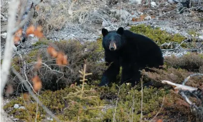  ?? ?? A black bear seen in Jasper national park, Alberta, Canada. Photograph: Marek Rybar/Alamy