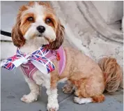  ?? ?? Little Briton: A dog getting into the spirit