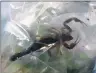  ?? CP PHOTO ?? A scorpion is shown in a banana bag in Halifax in this recent handout photo taken from video. A weatherman says he got more than he bargained for during a recent trip to a Costco in Halifax after finding a live scorpion in a bag of bananas.