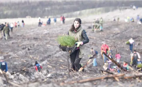  ?? AFP photo ?? A volunteer carries pine tree saplings to be planted at a burnt area of Pinhal de Leiria near Vieira de Leiria.—