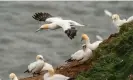  ?? ?? Bird flu has recently killed thousands of gannets in the UK. Photograph: Danny Lawson/PA