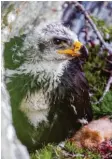  ?? Foto: Nationalpa­rk Hohe Tauern ?? Ein junger Adler in den Hohen Tauern.