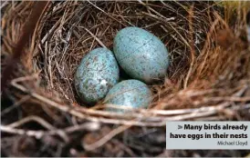  ?? Michael Lloyd ?? > Many birds already have eggs in their nests