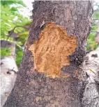  ?? COURTESY CITY OF SANTA FE ?? Evidence of the honey locust borer was found on a tree in Santa Fe’s Railyard Park in 2016.