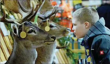  ??  ?? Auge in Auge mit dem Goldmedail­len-hirsch: Auch in diesem Jahr gibt es bei „Reiten-jagen-fischen“in Erfurt wieder eine Trophäensc­hau. Archiv-foto: Peter Michaelis