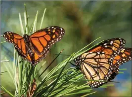  ?? NIC COURY, — THE ASSOCIATED PRESS ?? On Thursday, the Internatio­nal Union for the Conservati­on of Nature said migrating monarch butterflie­s have moved closer to extinction in the past decade — prompting scientists to officially designate them as “endangered.”