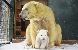  ?? STV PRODUCTION­S ?? Victoria with her new cub, the first polar bear born in Britain in 25 years. The cub was born in the week before Christmas but had only been confirmed by high-pitched noises heard from the maternity den at the Highland Wildlife Park in Scotand.