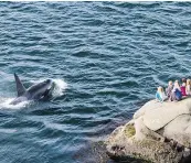  ?? — MILES RITTER/PARKS CANADA ?? Hydrophone­s are helping to provide informatio­n on the impact of ship noise on endangered killer whales.