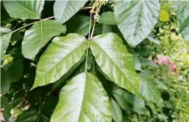  ?? PHOTOS BY DON LYMAN ?? While poison ivy (above) has three leaflets that meet on the stalk, Virginia creeper (below), a common vine, has five.