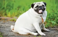  ?? Foto: stock.adobe.com ?? Sind Tiere zu dick, können sie krank werden. Um Übergewich­t zu erkennen, gibt es zumindest für Katzen bereits einen eigenen Body-Mass-Index.