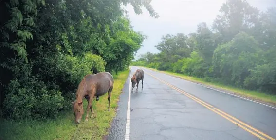  ?? CAITLIN FAW/BALTIMORE SUN PHOTOS ?? “Wild” Assateague ponies graze along the road. In the face of climate change, a new master plan for Assateague could result in letting nature have its way, letting man-made structures go, the sands flow with time and tide, and perhaps leaving the...