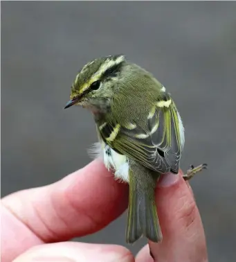  ?? ?? ELEVEN: Pallas’s Warbler (Spurn, East Yorkshire, 27 October 2011). In this in-the-hand image it can be appreciate­d how tiny Pallas’s Warblers really are! The overriding impression is of stripes, brightness and contrast. Although the pale yellow rump patch is invisible here, the solid dark eyestripe, dark contrastin­g crown, neat narrow central crown stripe, bright yellow foresuperc­ilium and yellowish hue to the wing-bars immediatel­y identify this as a Pallas’s Warbler. Even though it’s in the hand, some structural clues are still shown to good effect: the rather short, dark looking, almost tit-like bill and the typically rather large-looking eye.