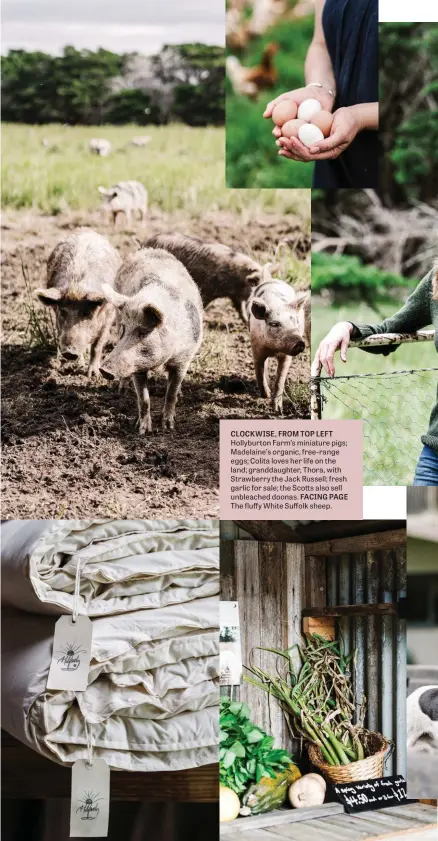  ??  ?? CLOCKWISE, FROM TOP LEFT Hollyburto­n Farm’s miniature pigs; Madelaine’s organic, free-range eggs; Colita loves her life on the land; granddaugh­ter, Thora, with Strawberry the Jack Russell; fresh garlic for sale; the Scotts also sell unbleached doonas. FACING PAGE The fluffy White Suffolk sheep.