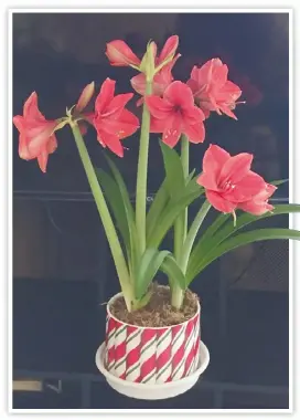  ??  ?? 朱頂蘭（Amaryllis）來自南美洲。