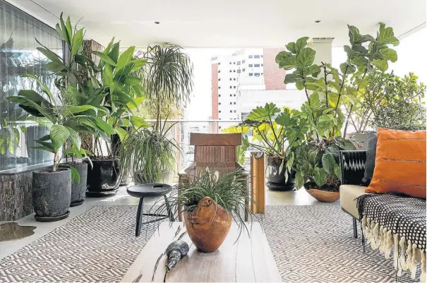  ??  ?? lVaranda da arquiteta e paisagista Denise Barretto foi adaptada para receber espécies tropicais como palmeiras e figueiras; abaixo, destaque para uma samambaia