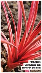  ?? ?? FRAGILE: Cordylines can suffer in the cold