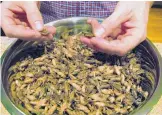  ?? LISA RATHKE/ASSOCIATED PRESS ?? A bowl of frozen crickets is shown at Tomorrow’s Harvest cricket farm in Williston, Vt. More operations are raising crickets for human consumptio­n.