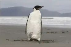  ?? Mark Mitchell/New Zealand Herald via AP ?? An emperor penguin stands on Peka Peka Beach of the Kapiti Coast in New Zealand in 2011.