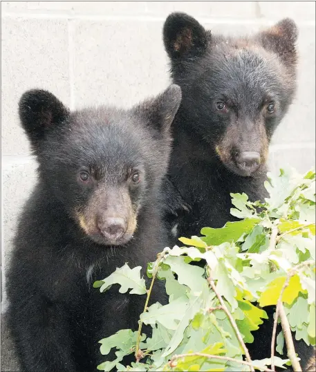 ??  ?? These two bear cubs are being looked after at the North Island Wildlife Rescue Associatio­n in Errington.