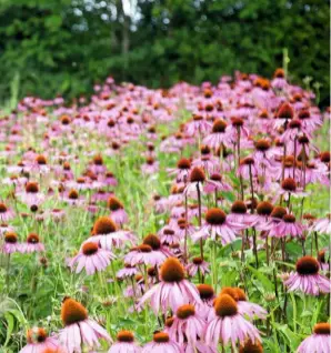  ??  ?? Echinacea purpurea has astringent properties, which can help reduce oiliness in skin and improve its texture.