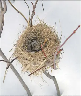  ?? DON MACLEAN PHOTO ?? A bird’s nest spotted during a winter walk.