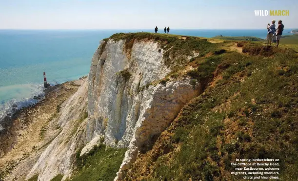  ??  ?? In spring, birdwatche­rs on the clifftops at Beachy Head, near Eastbourne, welcome migrants, including warblers, chats and hirundines.