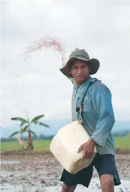  ?? / Alexánder González ?? Hay 1.200 proveedore­s de arroz: 670 en Jamundí y el resto en el Casanare.