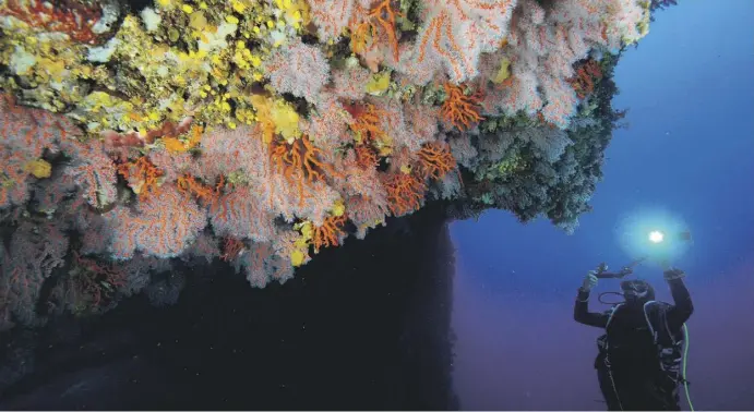  ?? Foto: Joaquim Garrabou ?? Ökosystem in Gefahr: Um gesunde Korallenri­ffe zu sehen, muss immer tiefer abgetaucht werden.