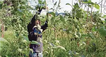  ??  ?? Malaysia’s vegetable farming sector does not have strong growth as it can only produce 10 per cent of local seeds. As such, Malaysia remains a net importer of fresh vegetables and seeds.