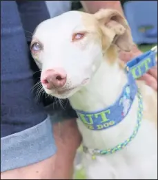  ??  ?? Scout from Hinckley won the Royal Canin Rescue Dog of the Year award.