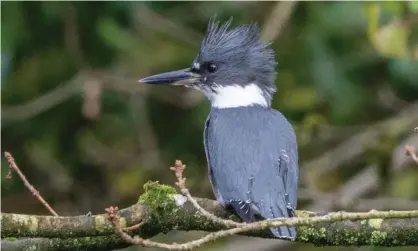  ?? Photograph: Leonard Poxon ?? The Belted Kingfisher spotted in Lancashire.