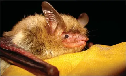  ?? (File Photo/AP/Wisconsin Department of Natural Resources) ?? This undated file photo provided by the Wisconsin Department of Natural Resources shows a northern long-eared bat. The U.S. Fish and Wildlife Service in March proposed reclassify­ing the northern long-eared bat from threatened to endangered as it reached the brink of extinction.