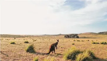  ?? South Australia Tourism Commissi/Handout ?? A bill that would ban the sale of kangaroo parts has been introduced in the Connecticu­t General Assembly.