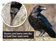  ??  ?? Ravens and tawny owls like to build their nests early