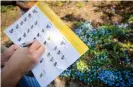  ??  ?? More than 11,000 people took part in the national bee survey. Photograph: Martijn Beekman/Hollandse Hoogte