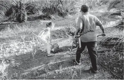  ?? BINSAR BAKKARA AP ?? A child helps her parents work on a palm oil plantation in Malaysia. Labor abuses have been found in Malaysia and Indonesia.