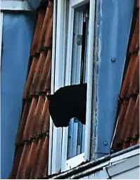  ??  ?? Escape: Panther gets out of open flat window