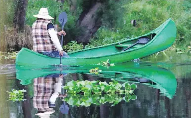  ??  ?? A farmer paddles his canoe to his floating farm known as a chinampa, in Xochimilco, Mexico City. Chefs at some of Mexico City’s most sought-after restaurant­s buy their produce from the famed floating gardens.