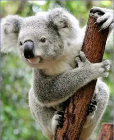  ??  ?? Deaths of Koalas in Australia skyrockete­d this year.